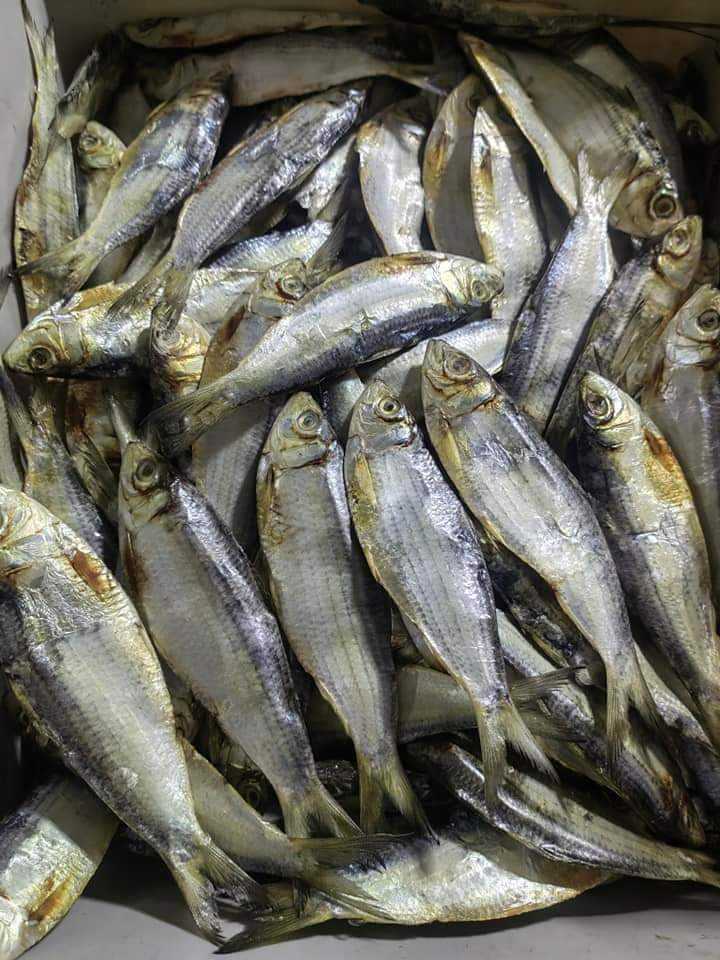 Tuyo special